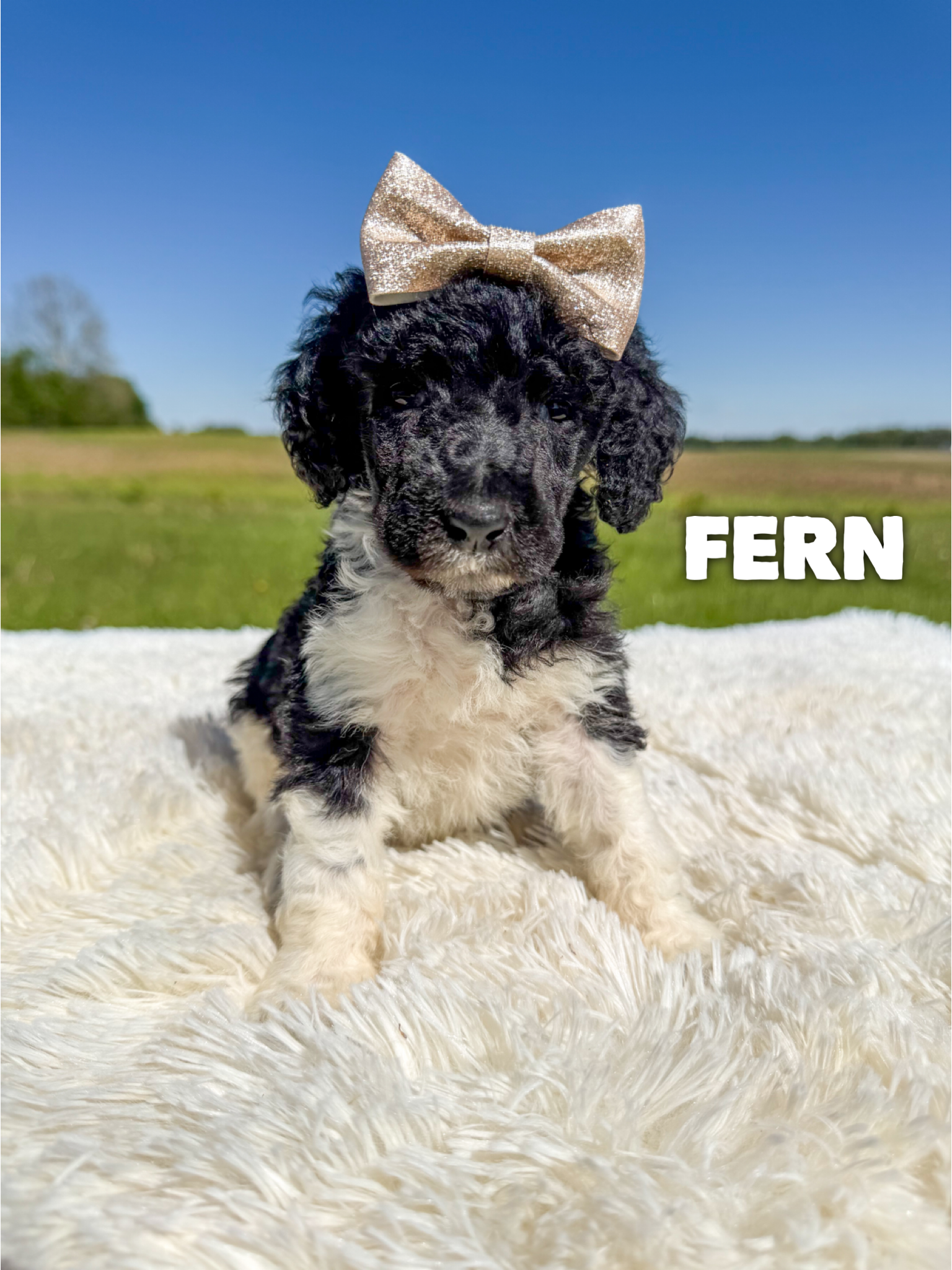 Fern 1